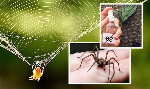 Does Fly Spray Kill Spiders UK