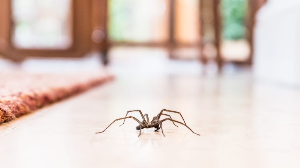 What Are Alternative Methods For Spider Control