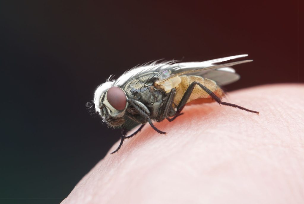 Why Biting Flies Bite and What They Feed On