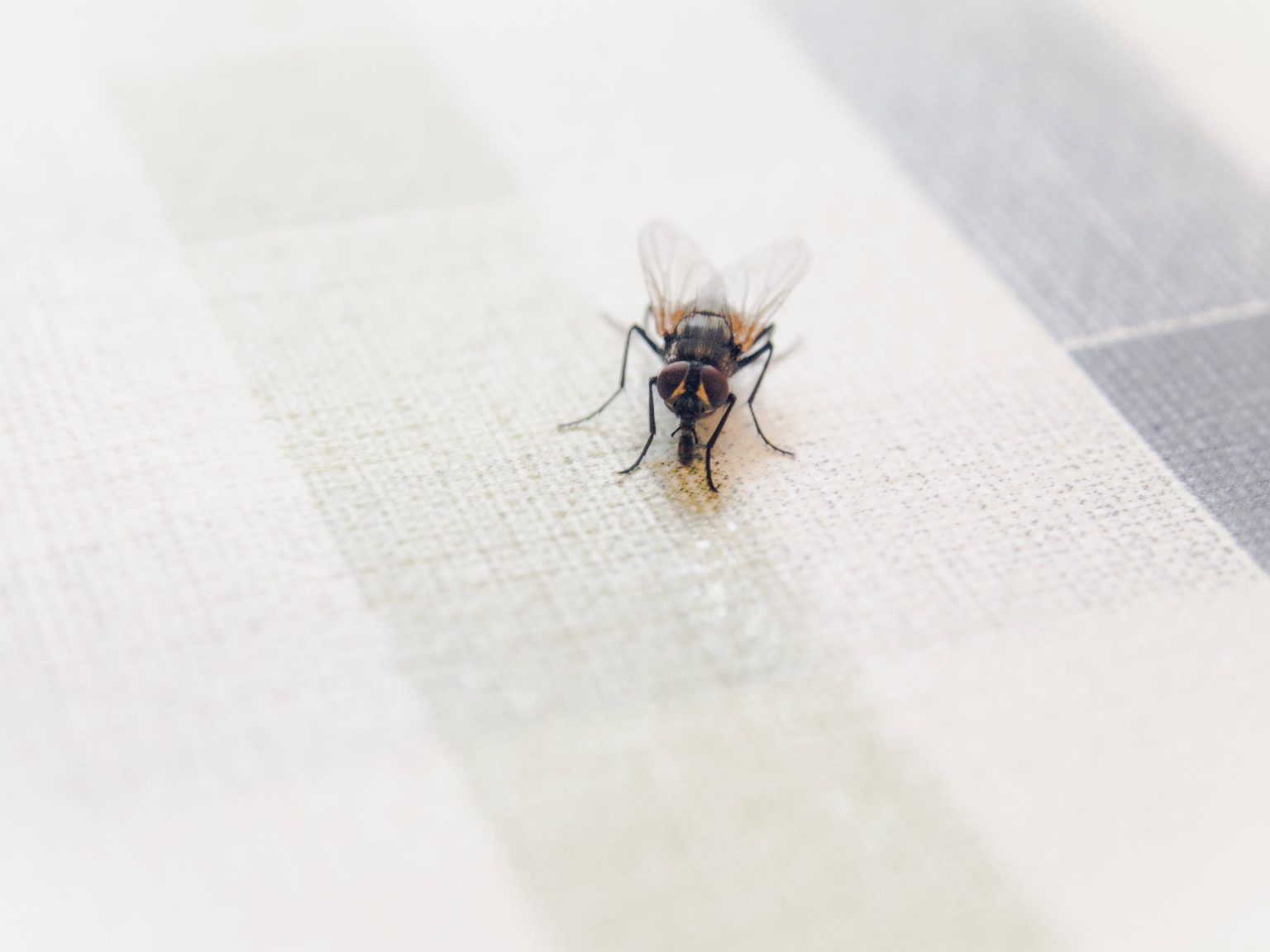 How Do I Get Rid of Flies Circling in The Middle of My Room? - 360Mag