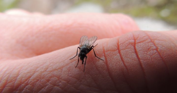 Health Risks Associated with Flies Landing on Your Skin