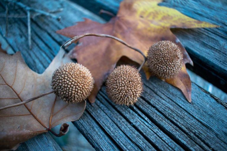 Are Sycamore Seeds Poisonous to Humans? 