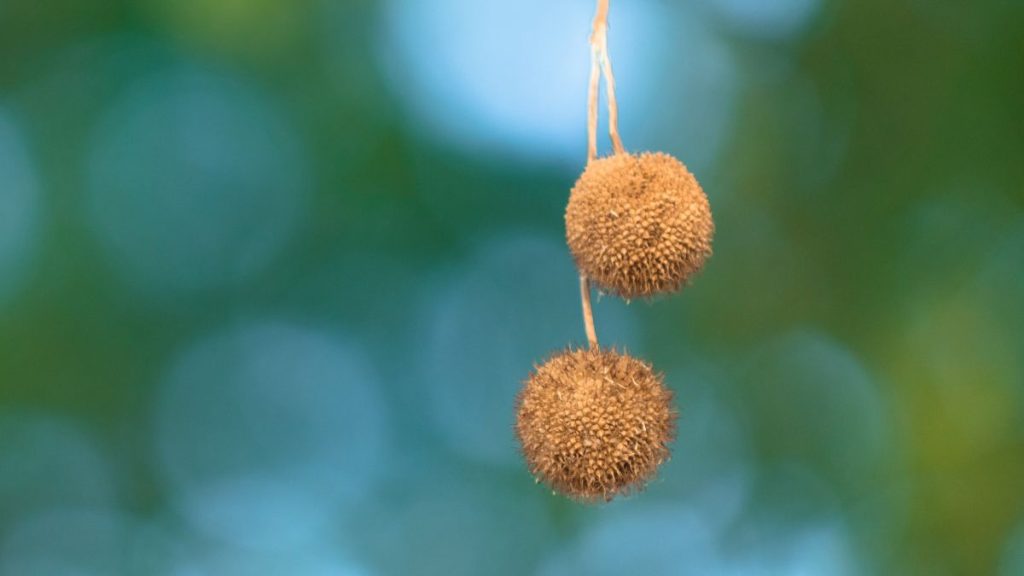 Characteristics of Sycamore Seeds