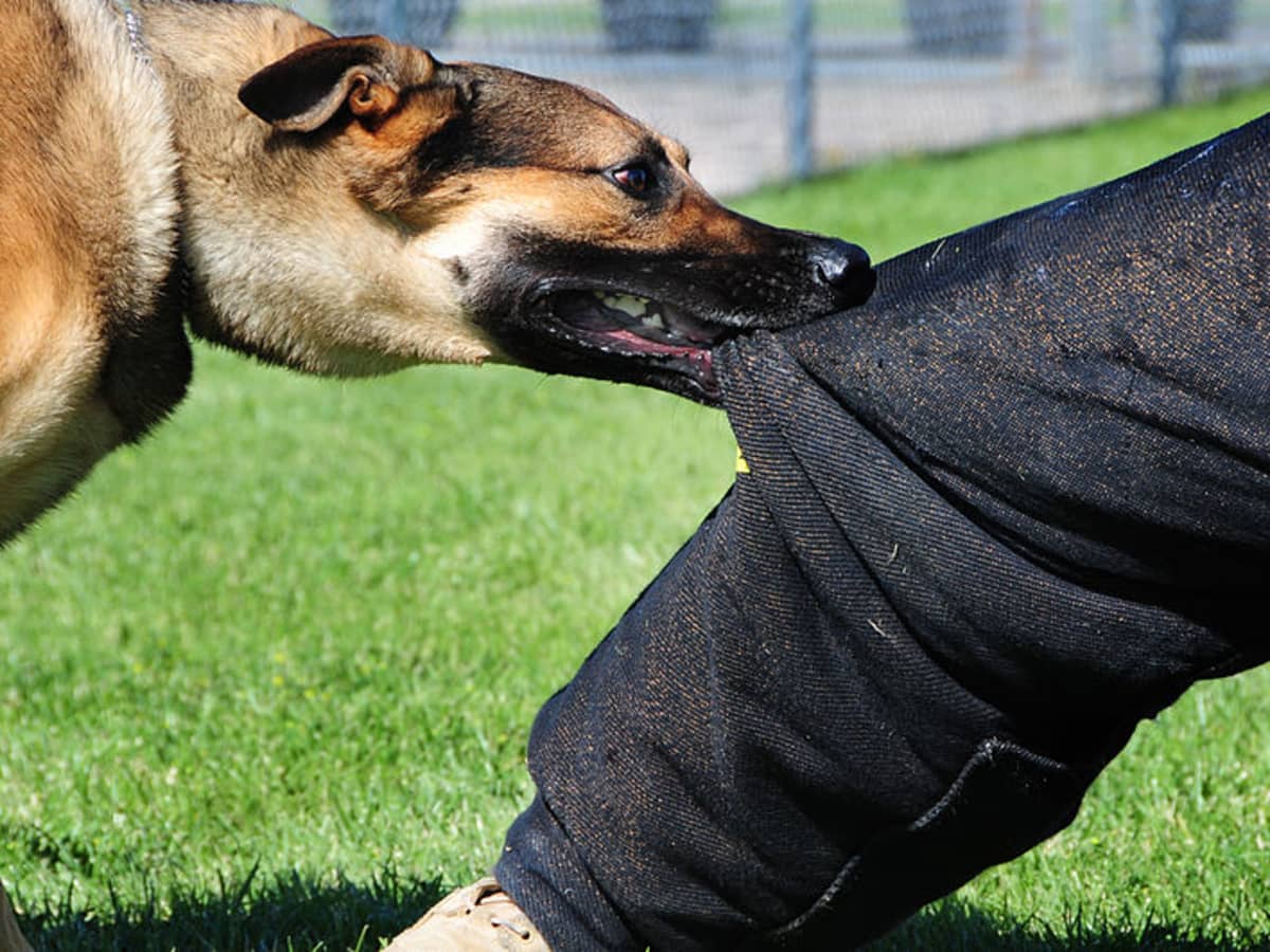 Best Weapon to Defend Against a Dog Attack! 360Mag