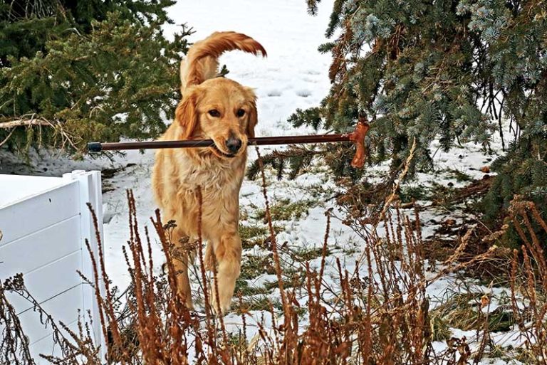 Best Weapon to Defend Against a Dog Attack