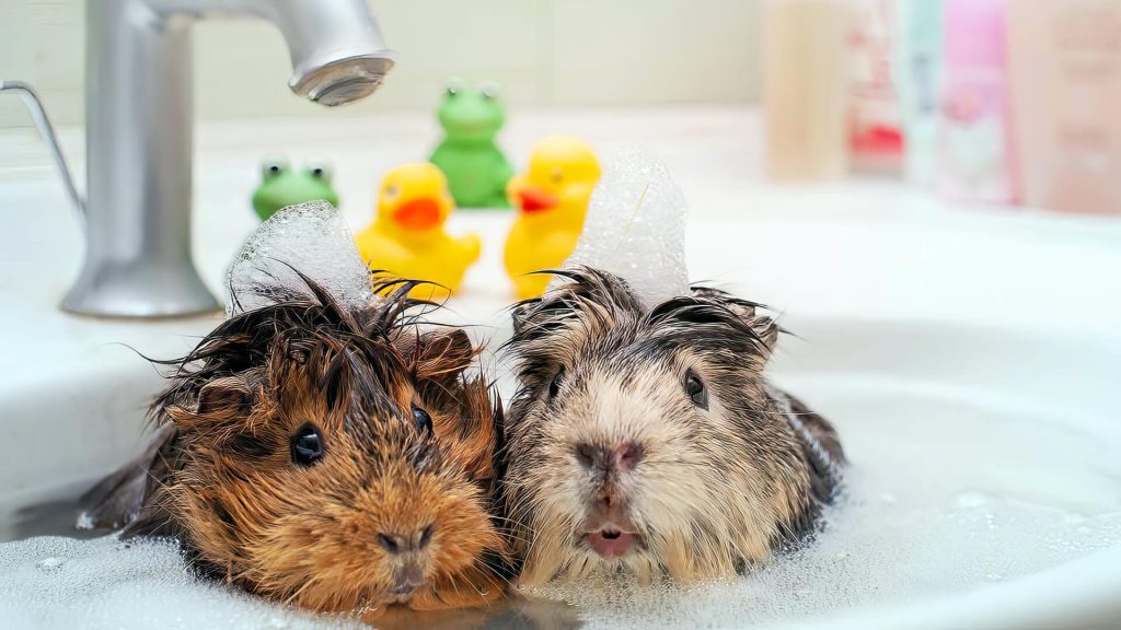 Can A Bath Kill A Guinea Pig? The Danger of Water 360Mag