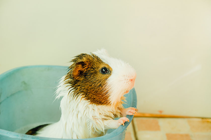 How Often Should A Healthy Guinea Pig Get A Bath