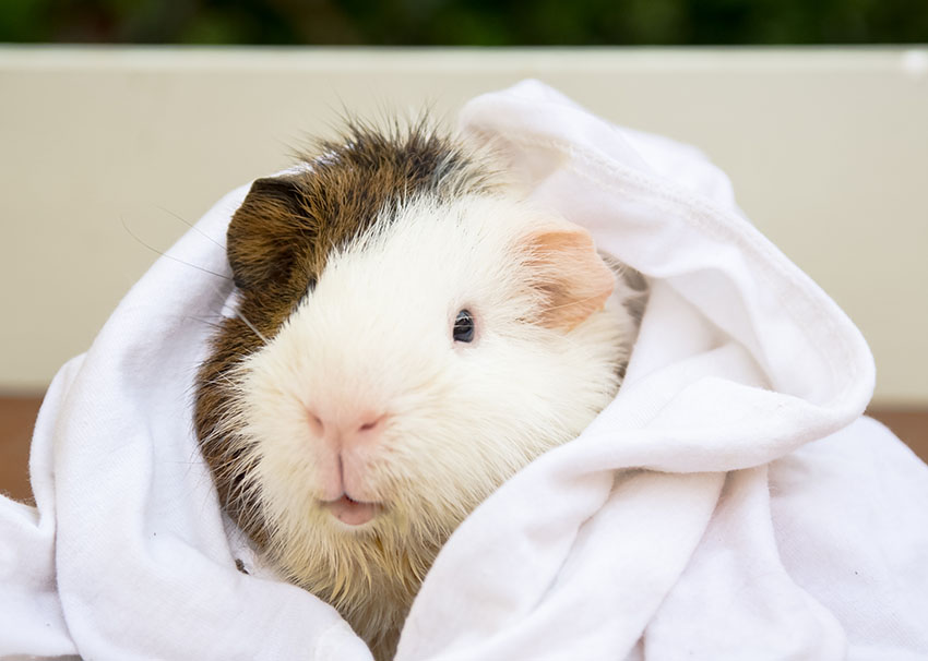 What Are The Signs Of Stress In Guinea Pigs During Baths