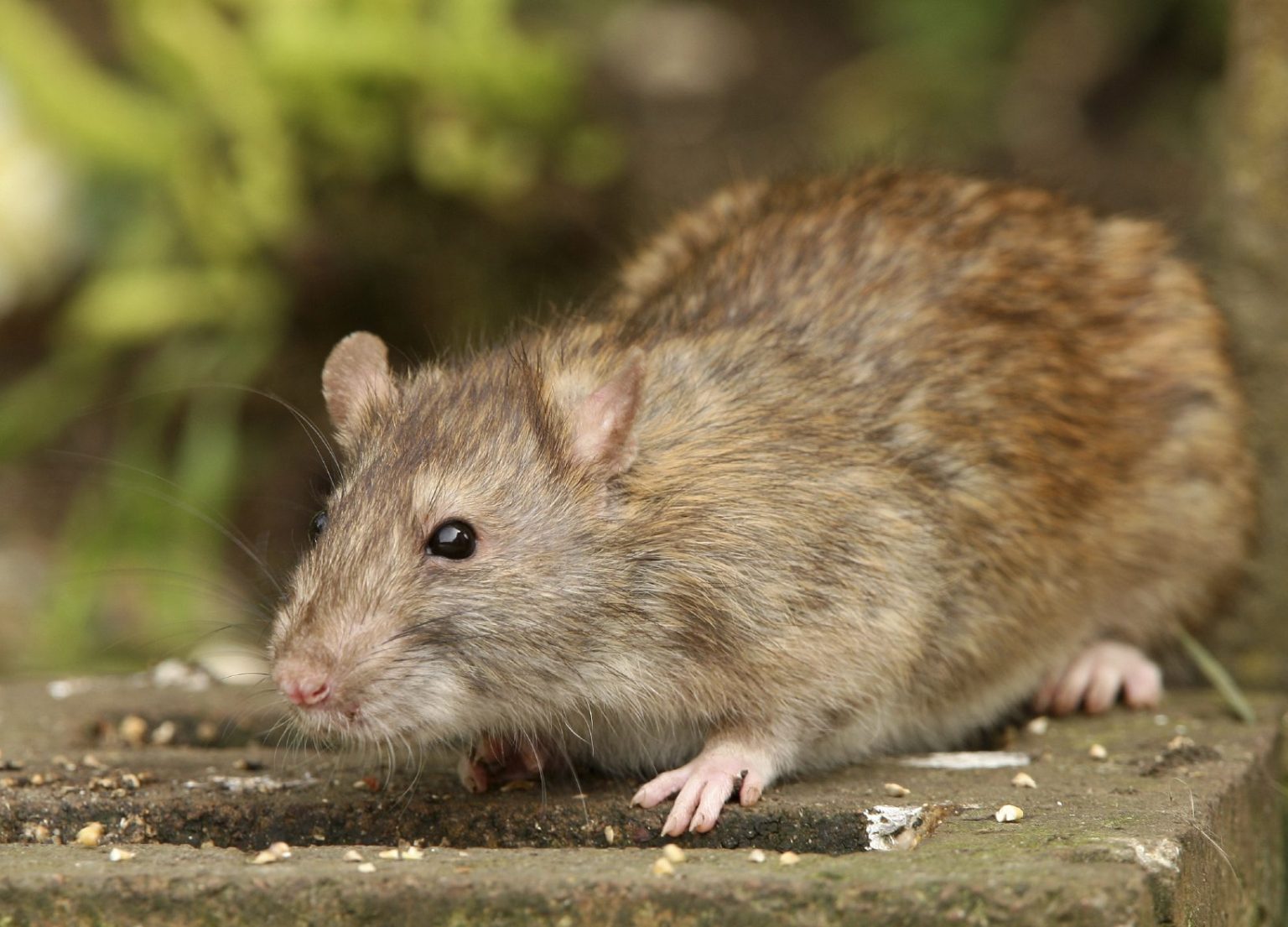 Can I Shoot Rats in My Garden UK? Legal Considerations and Guidelines ...