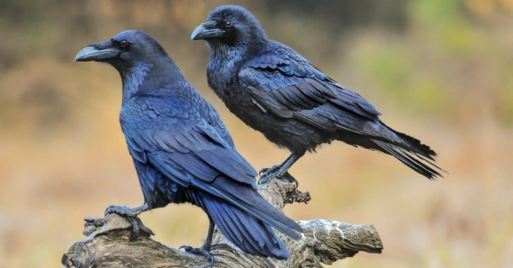 What Behavioral Traits Set Blackbirds And Crows Apart