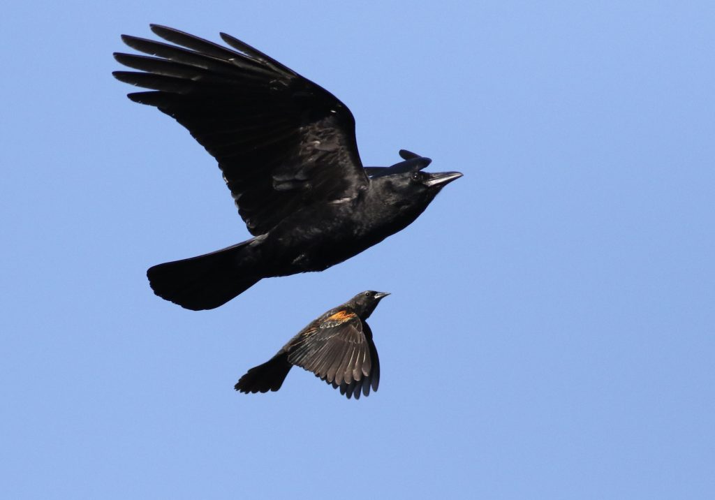How Do Blackbirds And Crows Vary In Their Dietary Habits