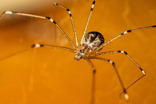 Do Cellar Spiders Eat House Spiders