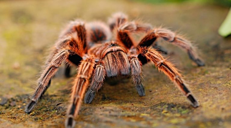 Does Spider Have A Backbone