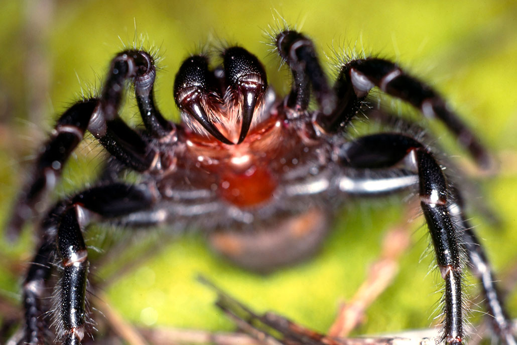Does Spider Have A Backbone? Spider Anatomy Unveiled - 360Mag