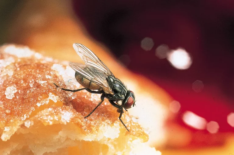 How Long Can a Fly Survive Without Food?