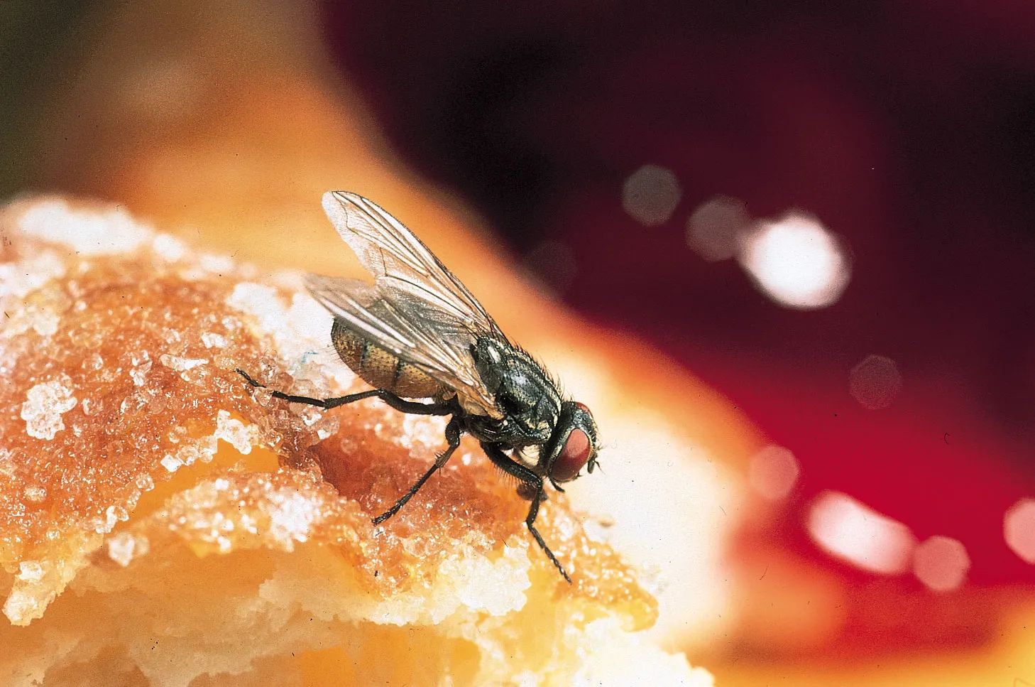 How Long Can a Fly Survive Without Food