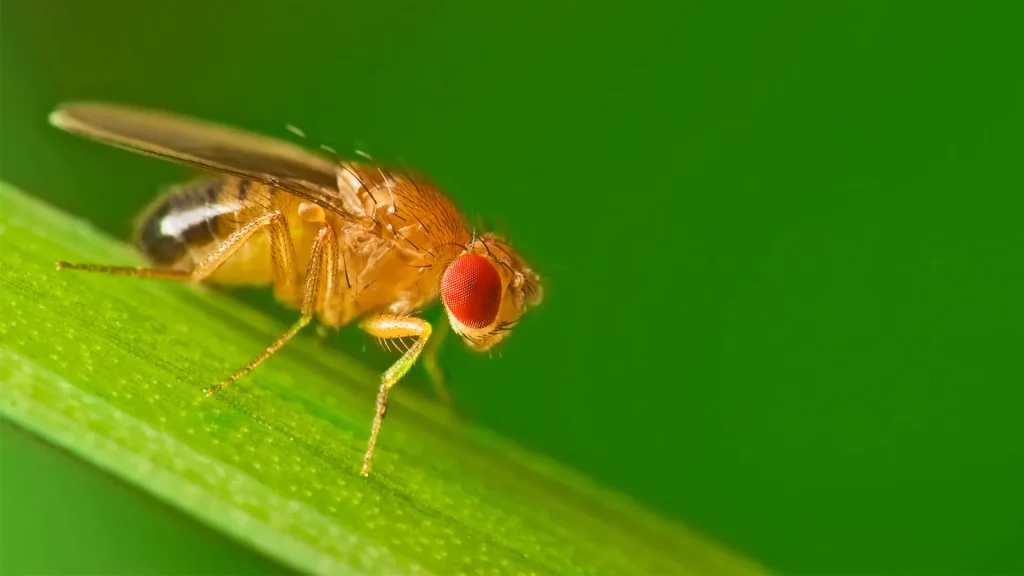 How Long Can A Fly Live Without Food: Factors To Consider