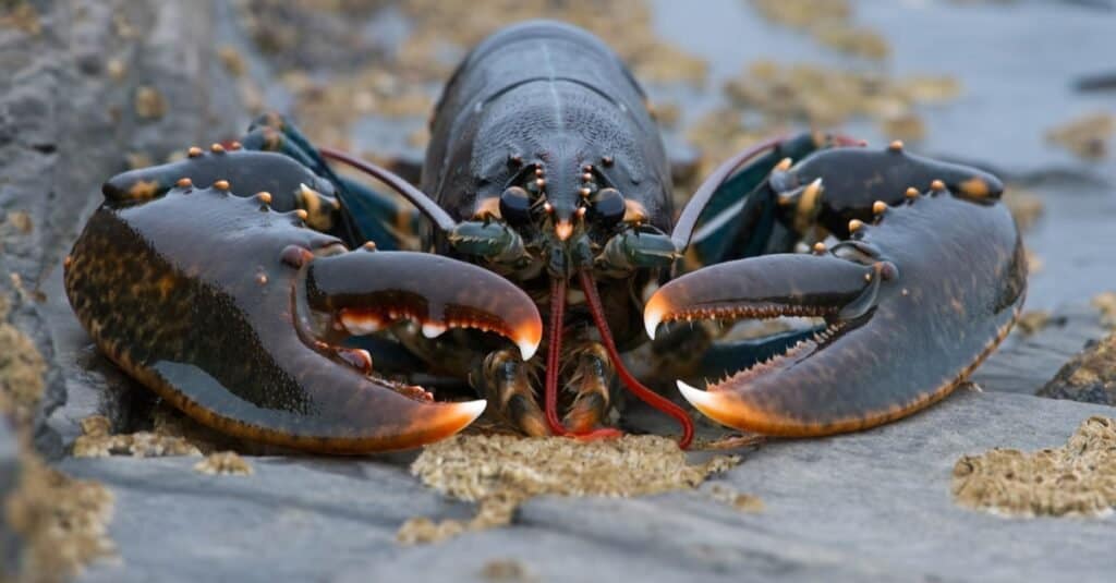 How Many Legs Does a Lobster Have