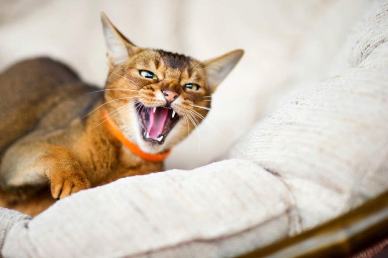 My Cat Hissed at Me for the First Time