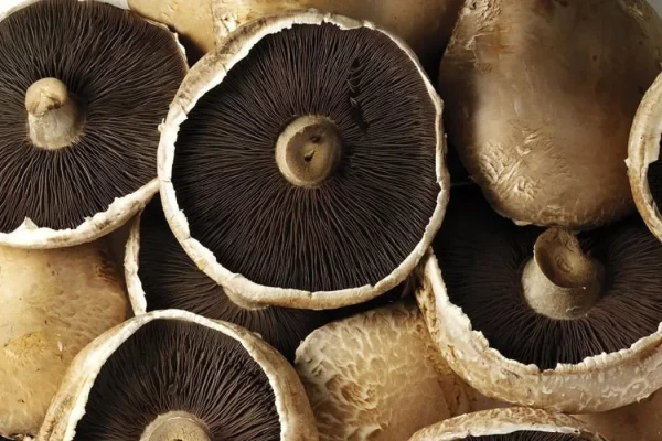 Negative Effects Of Portabella Mushrooms