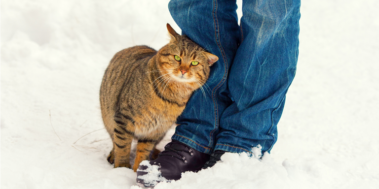 Why Do Stray Cats Rub Against Your Legs?