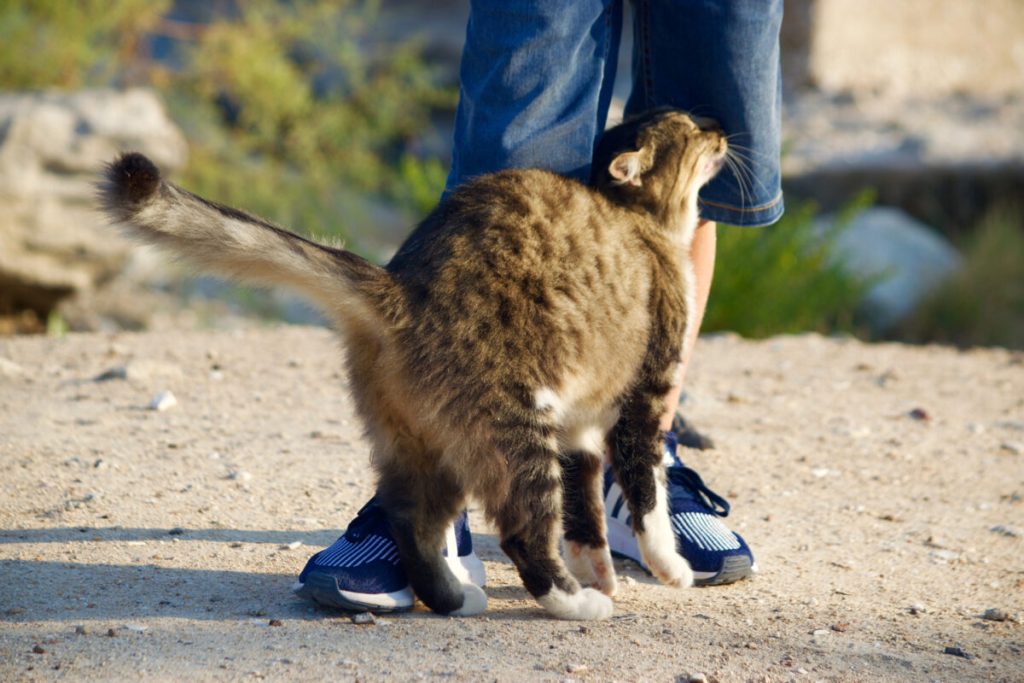 Tips for Interacting with Stray Cats