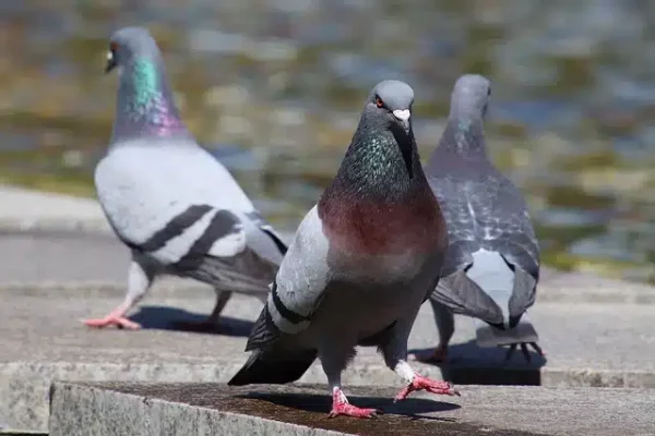 How to keep pigeons away with the help of a pigeon repellent