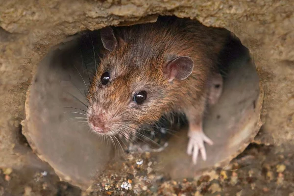 How to stop rats from getting in your drains