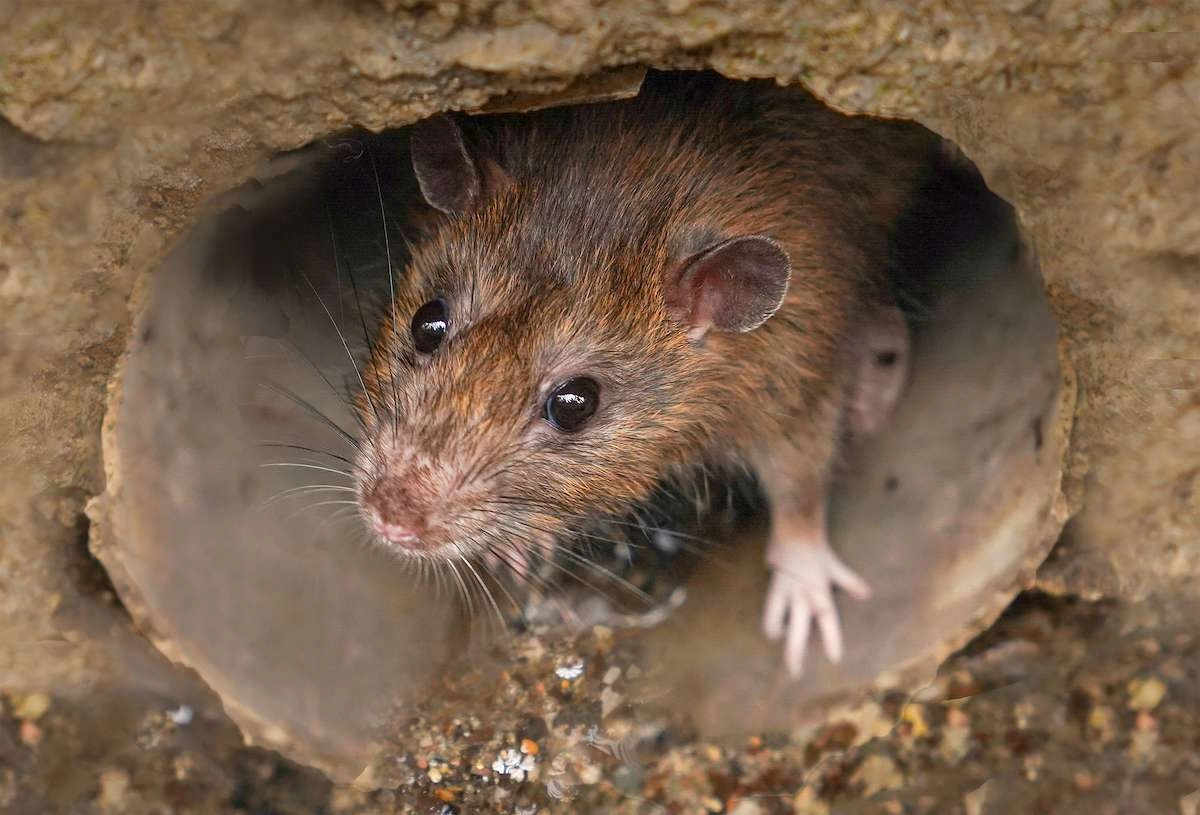 How to stop rats from getting in your drains