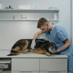 Must-Know Life Saving Steps to Take During an Animal Emergency