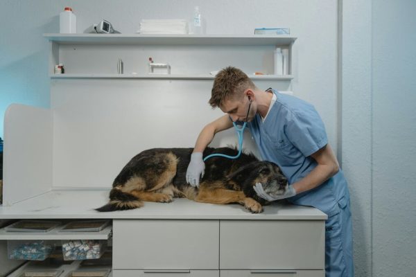 Must-Know Life Saving Steps to Take During an Animal Emergency