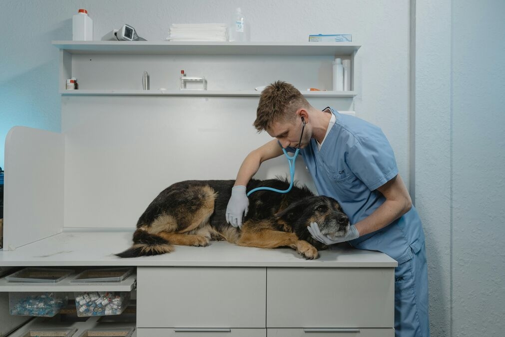 Must-Know Life Saving Steps to Take During an Animal Emergency