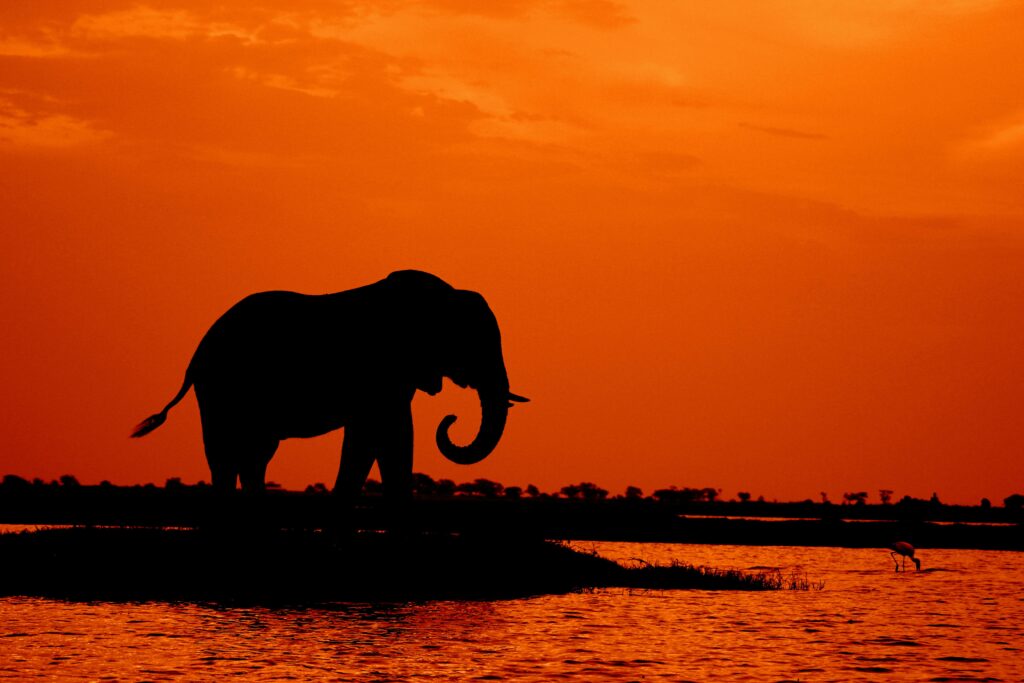 Why Botswana is Fast Becoming the Number One Safari Destination