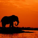 Why Botswana is Fast Becoming the Number One Safari Destination