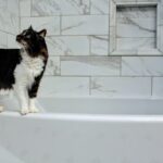 Why Does My Cat Follow Me to the Bathroom? Reasons Explained