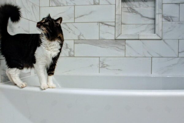 Why Does My Cat Follow Me to the Bathroom? Reasons Explained Why Does My Cat Follow Me to the Bathroom? Reasons Explained