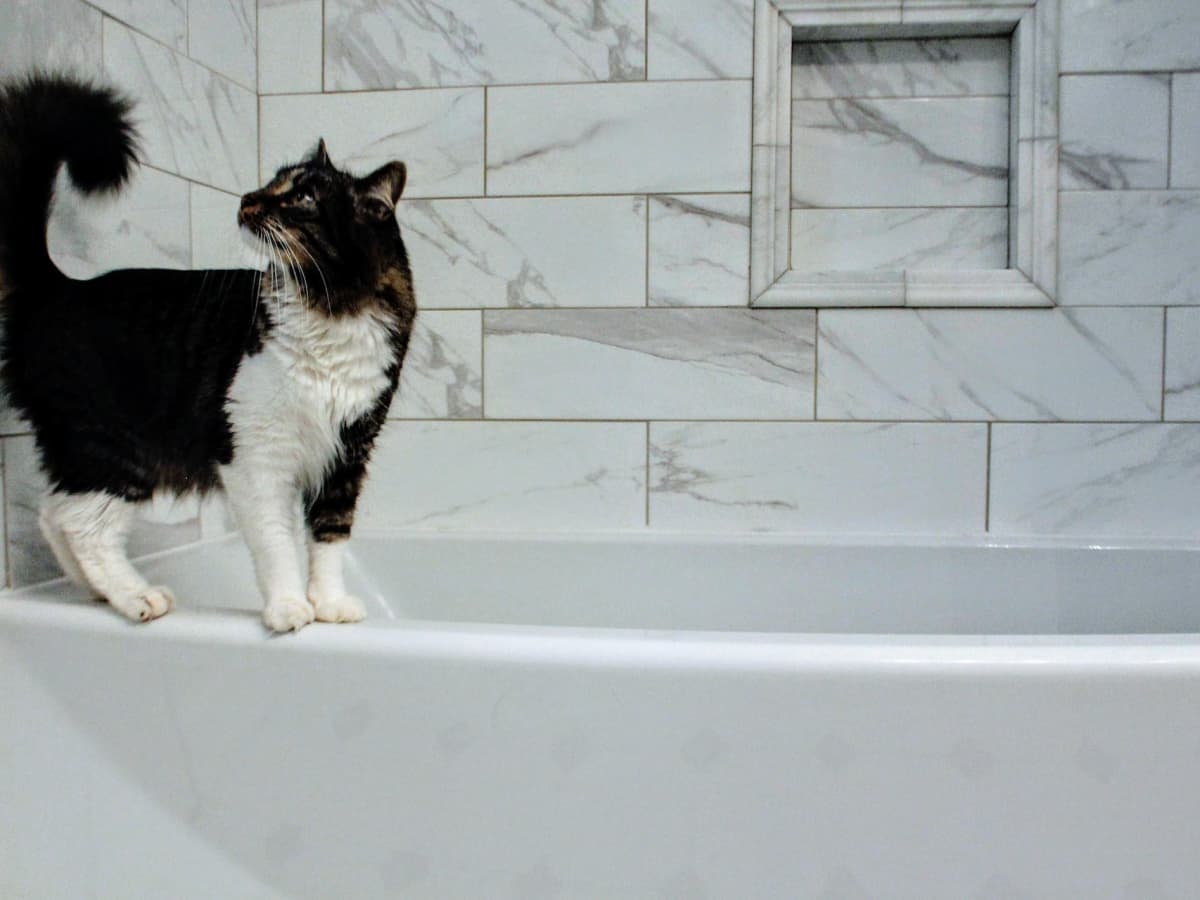 Why Does My Cat Follow Me to the Bathroom? Reasons Explained