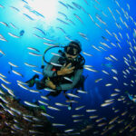 Awaken Your Senses: An Immersive Diving Journey into the Heart of Marsa Alam